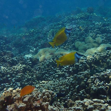 Tirta Bali Homestay ペムテラン エクステリア 写真