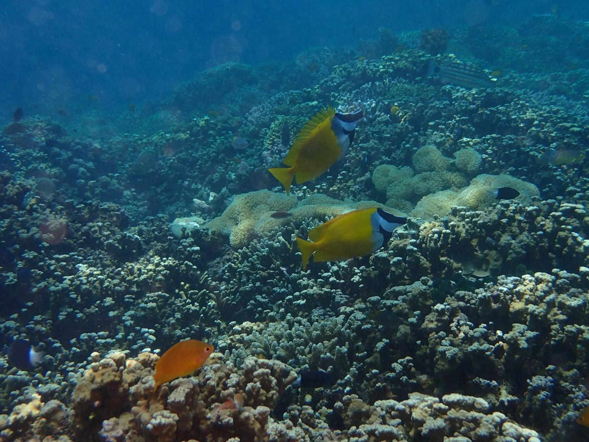 Tirta Bali Homestay ペムテラン エクステリア 写真